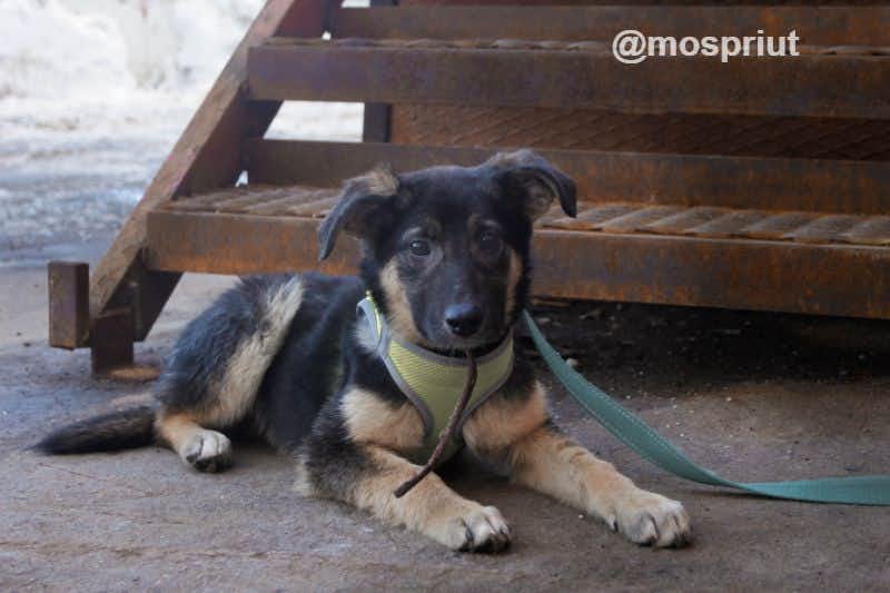 собака Айя  из приюта  для бездомных животных (собаки и кошки), Москва и Московская область