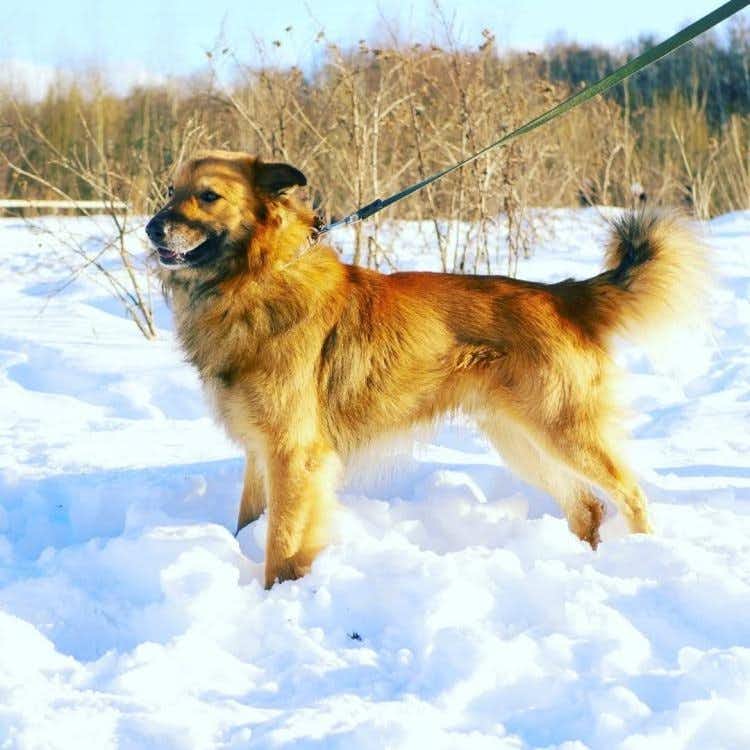 собака Миша  из приюта  для бездомных животных (собаки и кошки), Москва и Московская область