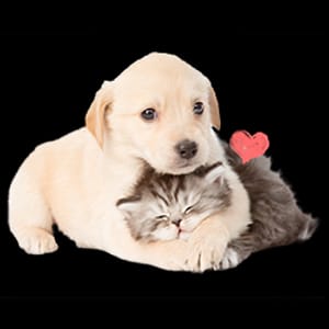 Щенок и котёнок лежат в обнимку - mospriut (мосприют)