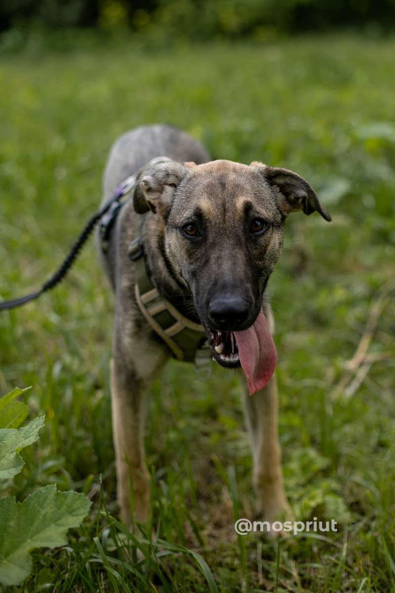 собака Даниэла выпускница из приюта «Щербинка» для бездомных животных (собаки), Москва и Московская область