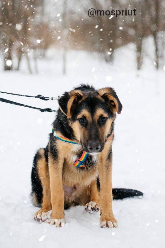 собака Джек выпускник из приюта «Щербинка» для бездомных животных (собаки), Москва и Московская область
