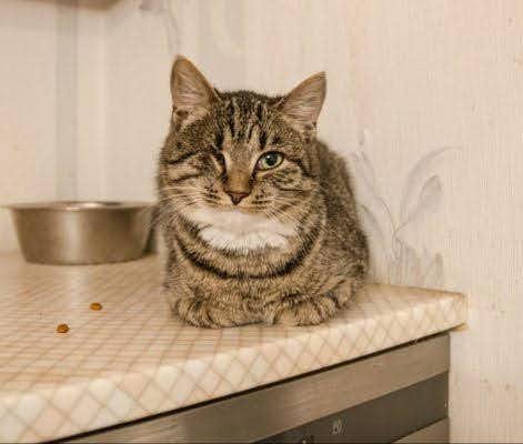 кошка Сима выпускница из приюта «Щербинка» для бездомных животных (собаки), Москва и Московская область