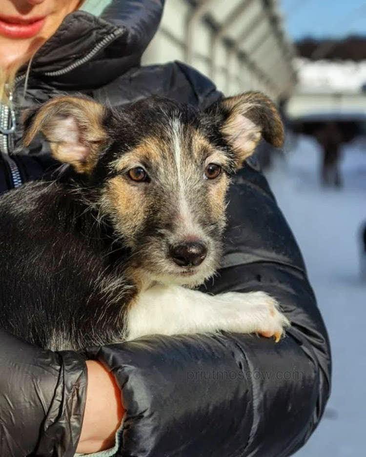собака Каспер выпускник из приюта «Щербинка» для бездомных животных (собаки), Москва и Московская область