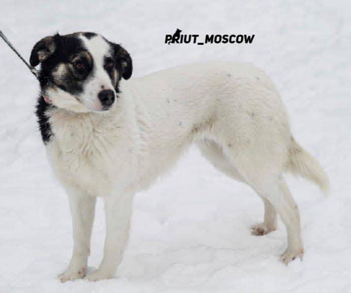 собака Мотя выпускница из приюта «Щербинка» для бездомных животных (собаки), Москва и Московская область