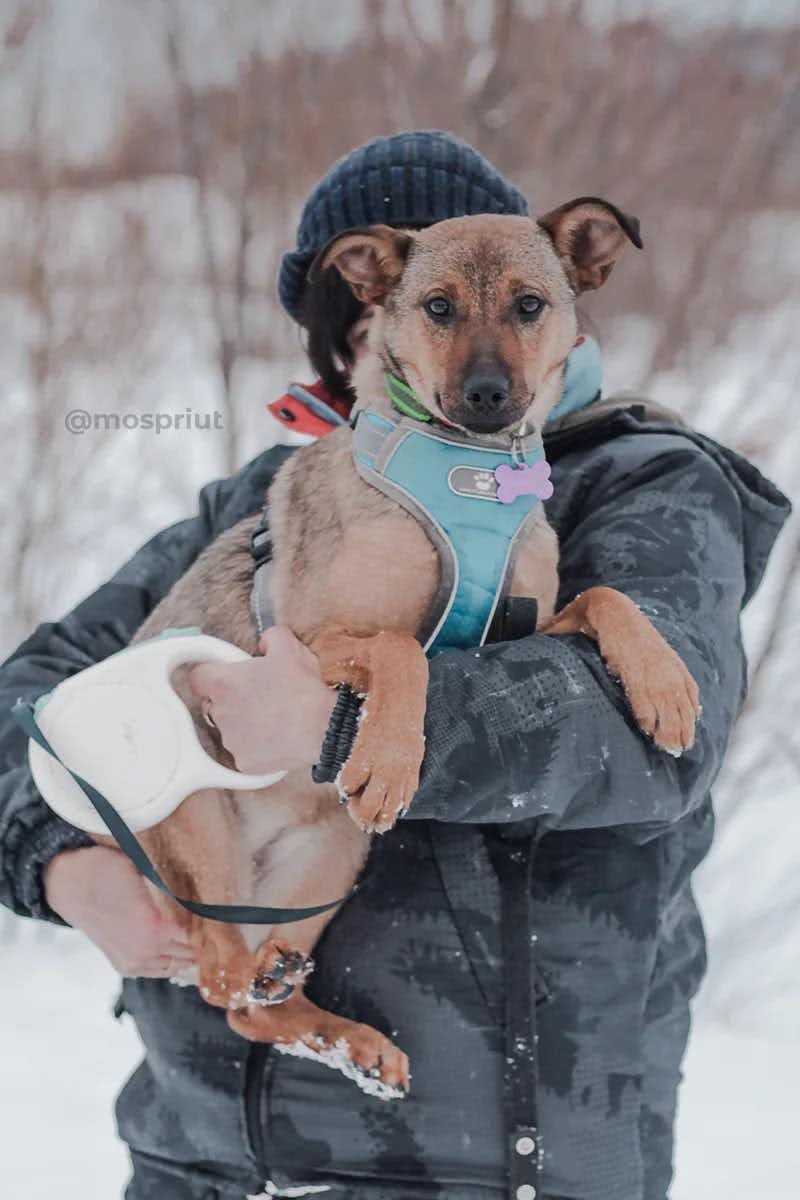 собака Ласка выпускница из приюта «Щербинка» для бездомных животных (собаки), Москва и Московская область