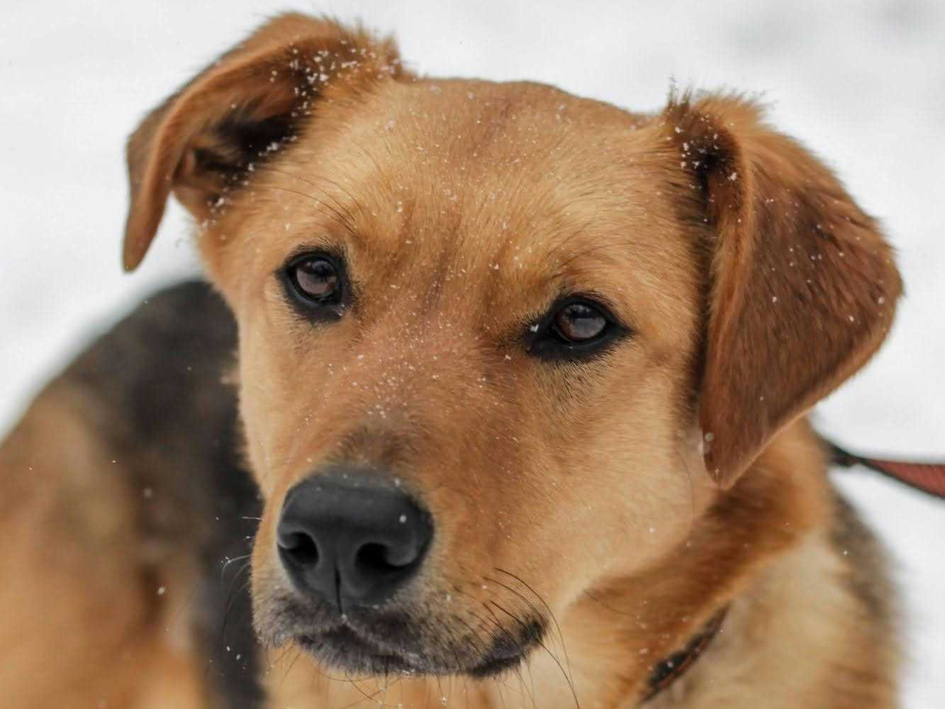 собака Тризор выпускник из приюта «Щербинка» для бездомных животных (собаки), Москва и Московская область