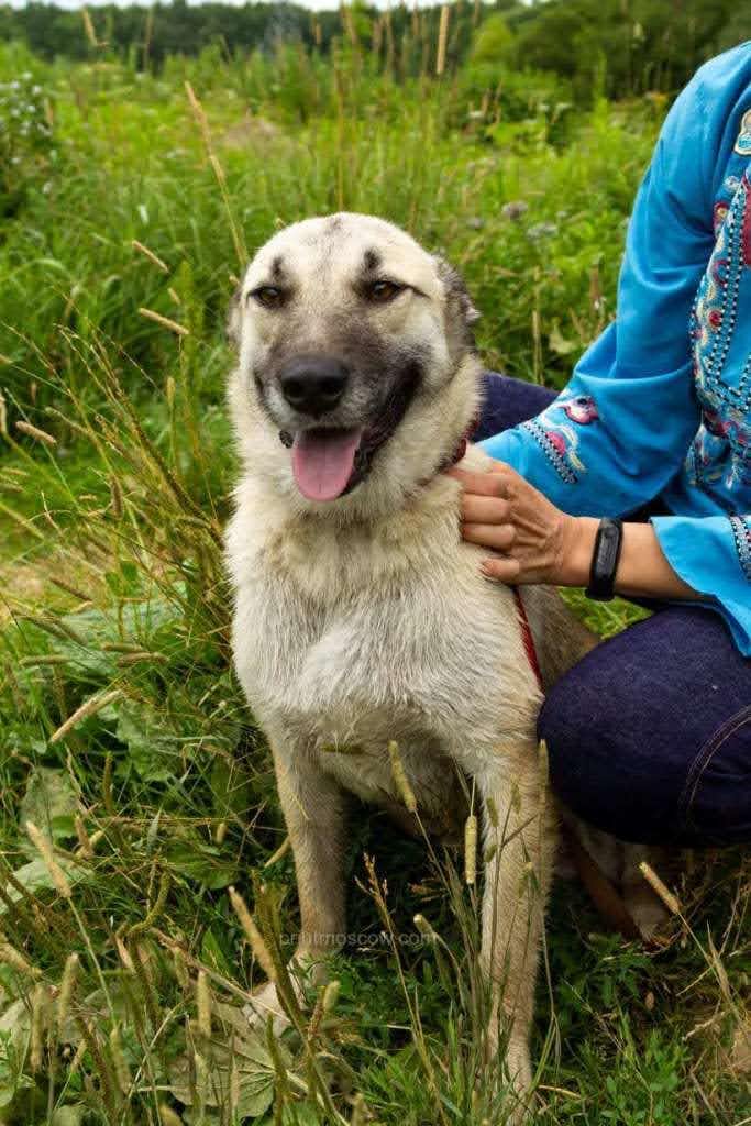 собака Мирра выпускница из приюта «Щербинка» для бездомных животных (собаки), Москва и Московская область