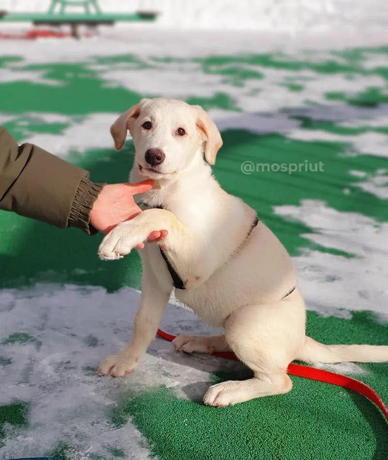 собака Панда выпускница из приюта «Щербинка» для бездомных животных (собаки), Москва и Московская область