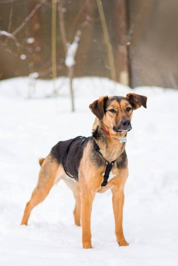 собака Макс выпускник из приюта «Щербинка» для бездомных животных (собаки), Москва и Московская область