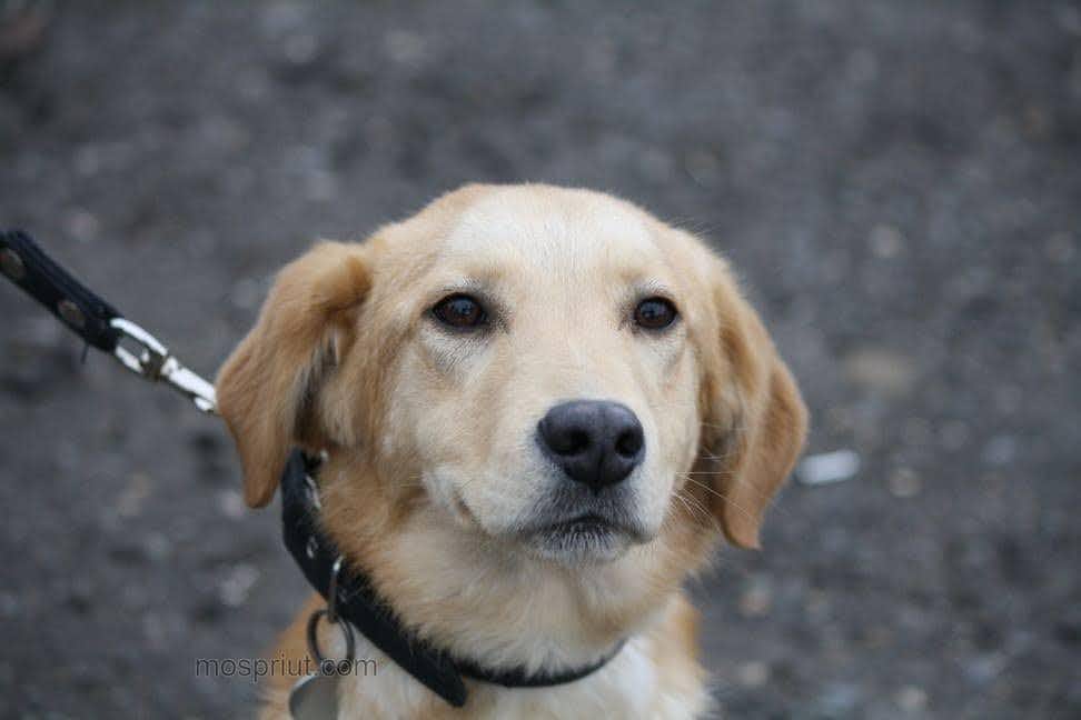 собака Джо выпускник из приюта «Щербинка» для бездомных животных (собаки), Москва и Московская область