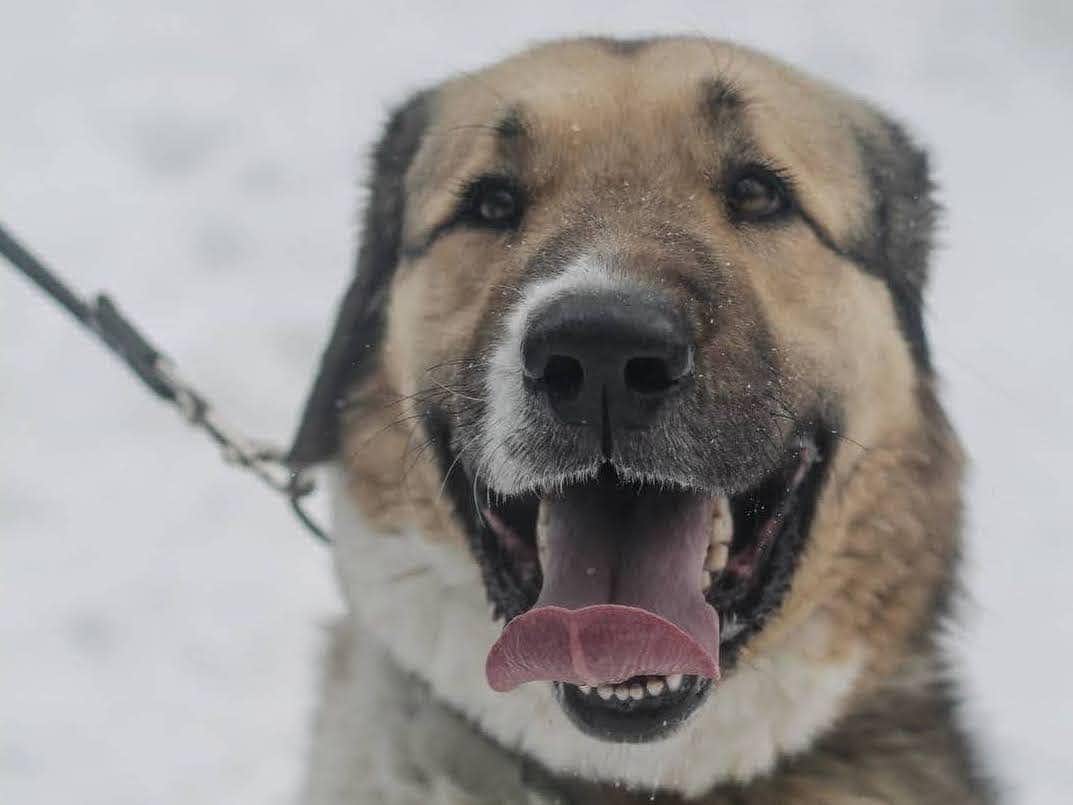 собака Потап выпускник из приюта «Щербинка» для бездомных животных (собаки), Москва и Московская область