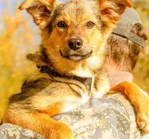 собака Фиби выпускница из приюта «Щербинка» для бездомных животных (собаки), Москва и Московская область