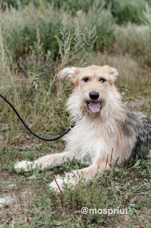 собака Руби  из приюта «Щербинка» для бездомных животных (собаки), Москва и Московская область