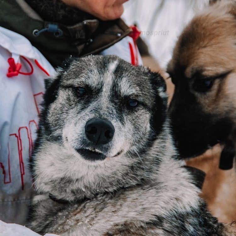 собака Лайза  из приюта  для бездомных животных (собаки и кошки), Москва и Московская область