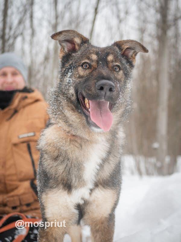 собака Рея  из приюта  для бездомных животных (собаки и кошки), Москва и Московская область