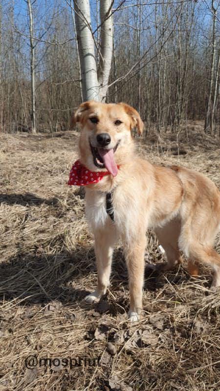 собака Лися  из приюта «Щербинка» для бездомных животных (собаки), Москва и Московская область