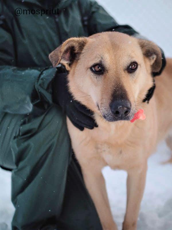 собака Астра  из приюта «Щербинка» для бездомных животных (собаки), Москва и Московская область