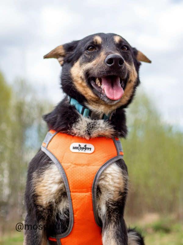 собака Томас  из приюта «Щербинка» для бездомных животных (собаки), Москва и Московская область