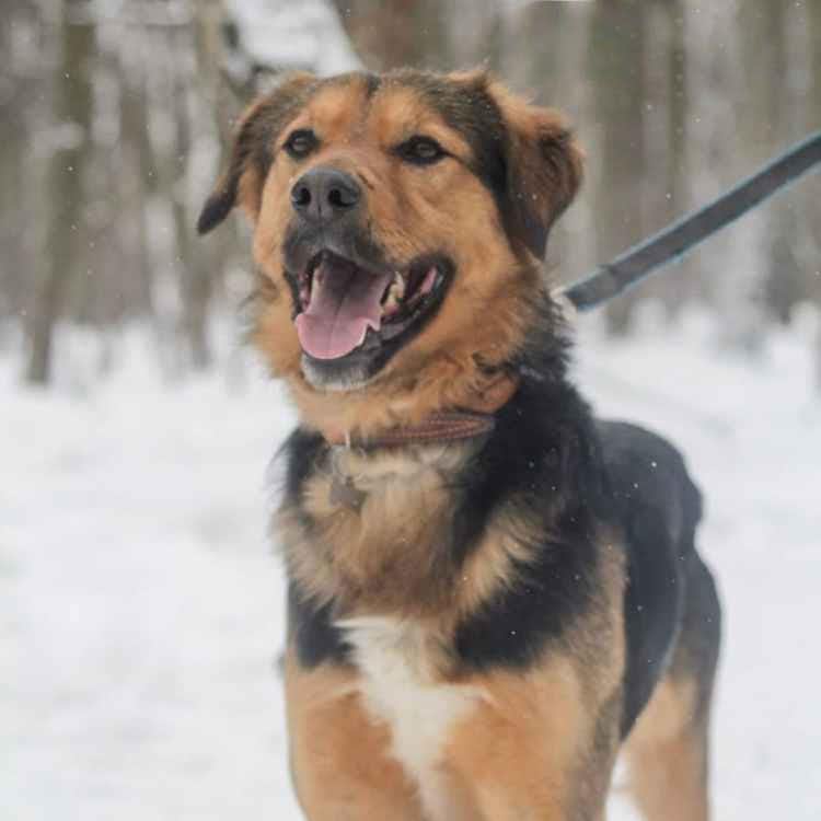 собака Кай  из приюта «Щербинка» для бездомных животных (собаки), Москва и Московская область