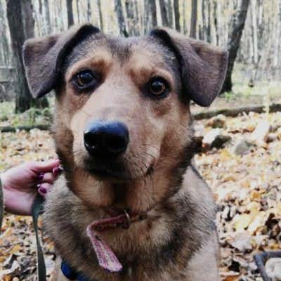 собака Лайза  из приюта «Щербинка» для бездомных животных (собаки), Москва и Московская область