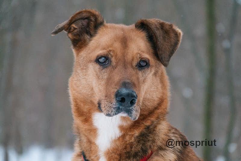 собака Марк  из приюта «Щербинка» для бездомных животных (собаки), Москва и Московская область