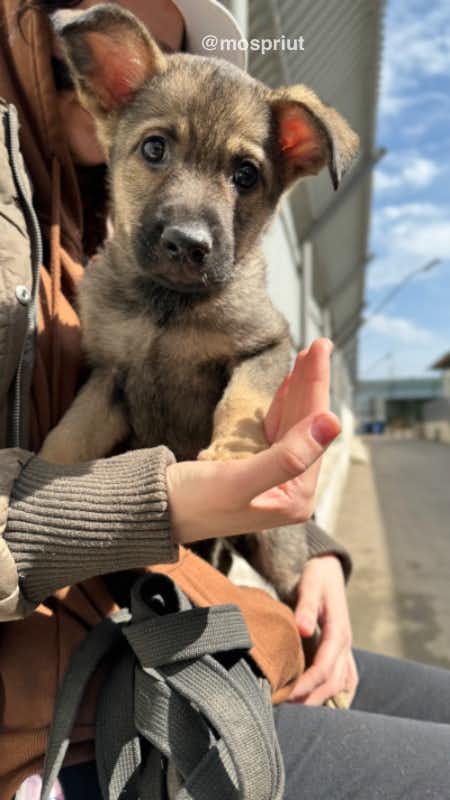 собака Вики  из приюта «Щербинка» для бездомных животных (собаки), Москва и Московская область