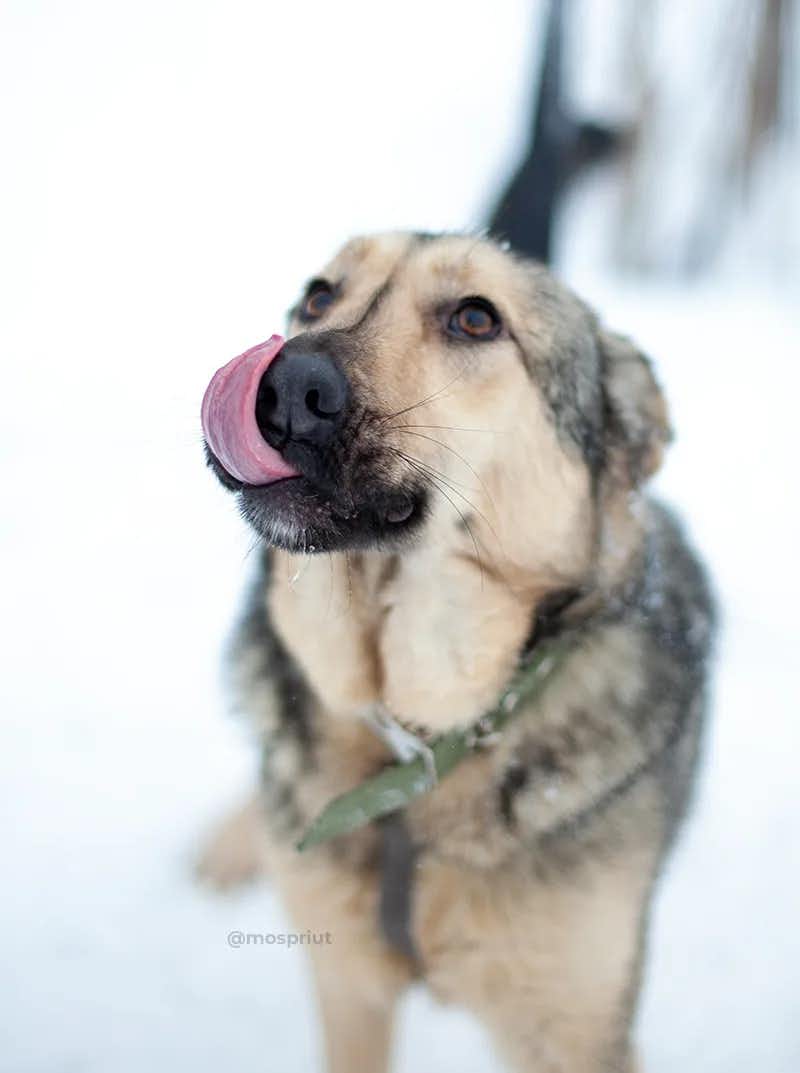 собака Кнопа  из приюта «Щербинка» для бездомных животных (собаки), Москва и Московская область