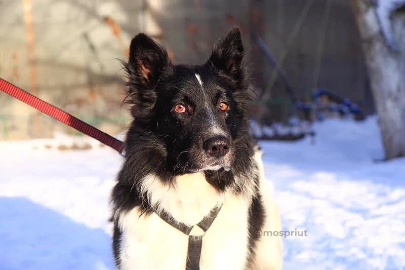 собака Портос  из приюта «Щербинка» для бездомных животных (собаки), Москва и Московская область