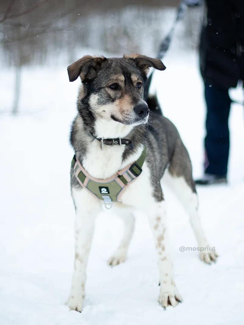 собака Земфира  из приюта «Щербинка» для бездомных животных (собаки), Москва и Московская область