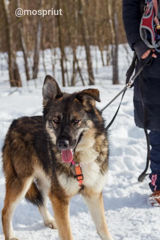 собака Миша  из приюта «Щербинка» для бездомных животных (собаки), Москва и Московская область