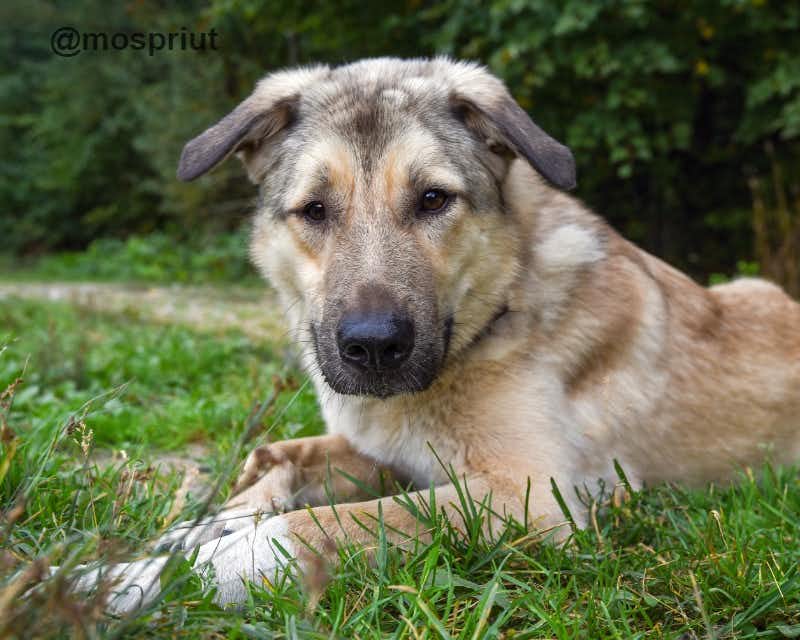 собака Буч  из приюта «Щербинка» для бездомных животных (собаки), Москва и Московская область
