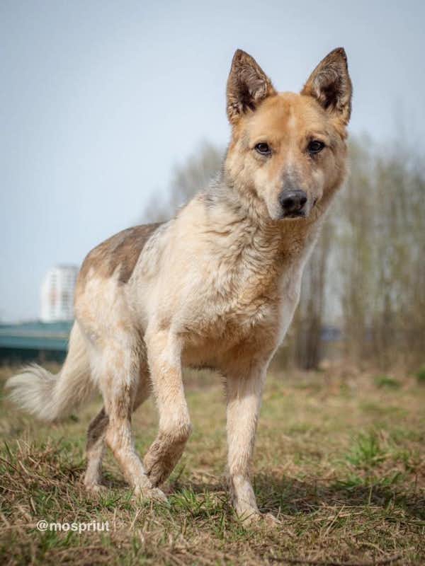 собака Чара  из приюта «Щербинка» для бездомных животных (собаки), Москва и Московская область