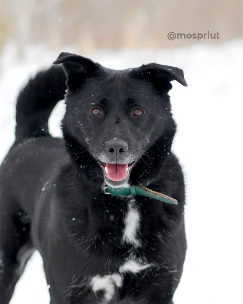 собака Керри  из приюта «Щербинка» для бездомных животных (собаки), Москва и Московская область