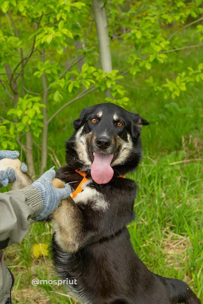 собака Бэкки  из приюта «Щербинка» для бездомных животных (собаки), Москва и Московская область