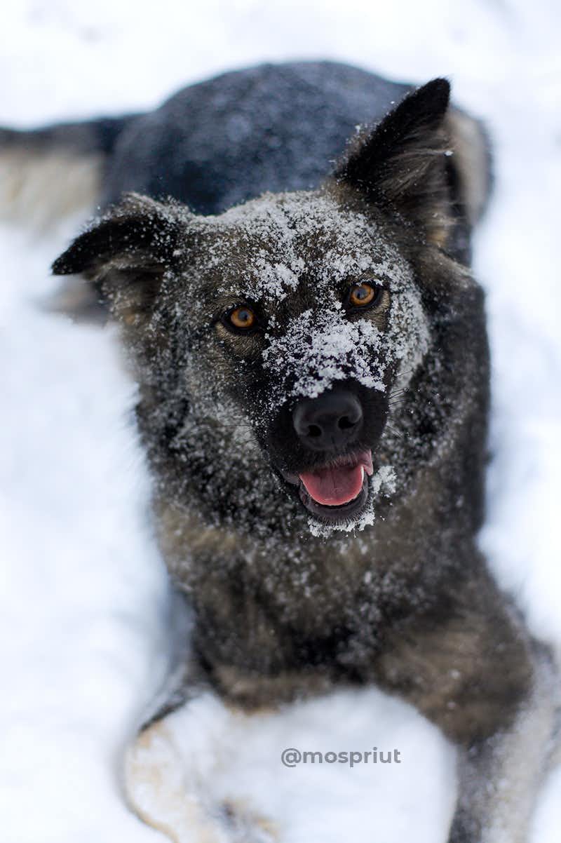 собака Аляска  из приюта «Щербинка» для бездомных животных (собаки), Москва и Московская область