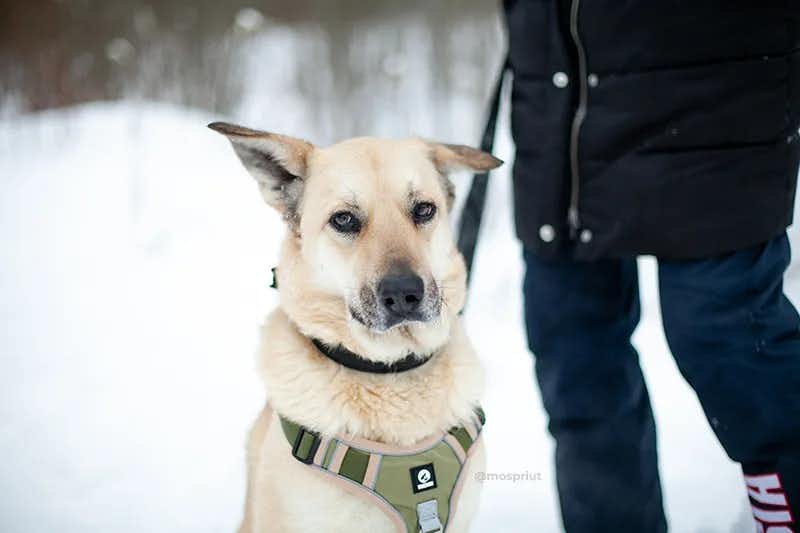 собака Буш  из приюта «Щербинка» для бездомных животных (собаки), Москва и Московская область
