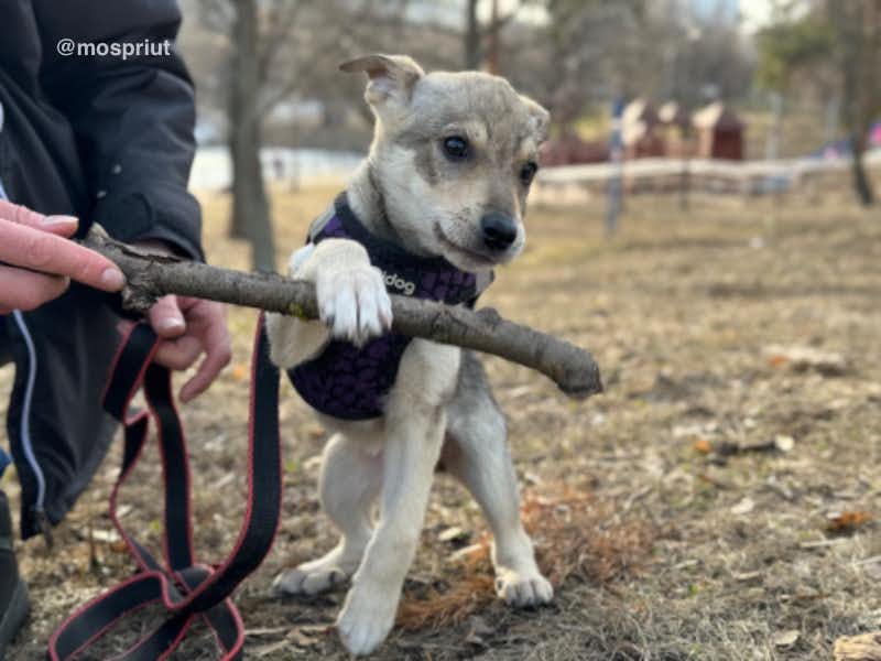 собака Людмилка из приюта Щербинка для бездомных животных, Москва и Московская область