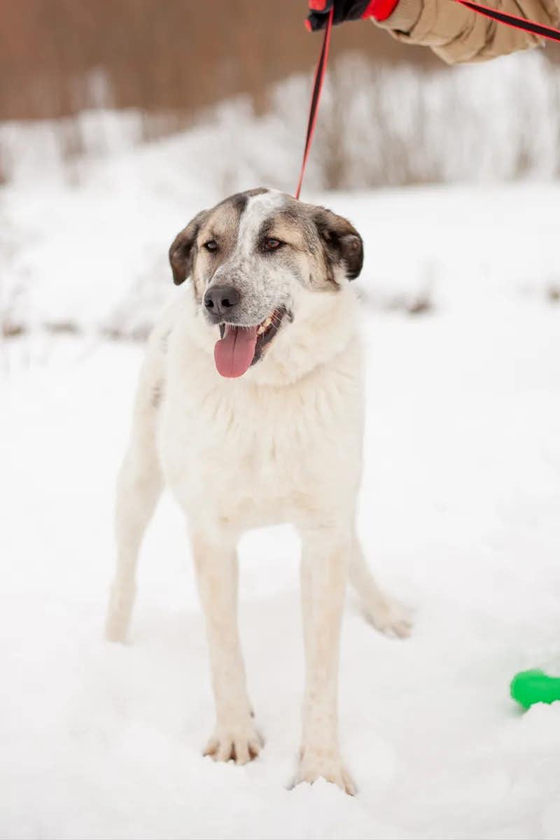 собака Байкал  из приюта «Щербинка» для бездомных животных (собаки), Москва и Московская область