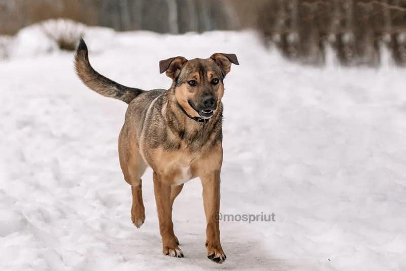 собака Кира  из приюта «Щербинка» для бездомных животных (собаки), Москва и Московская область