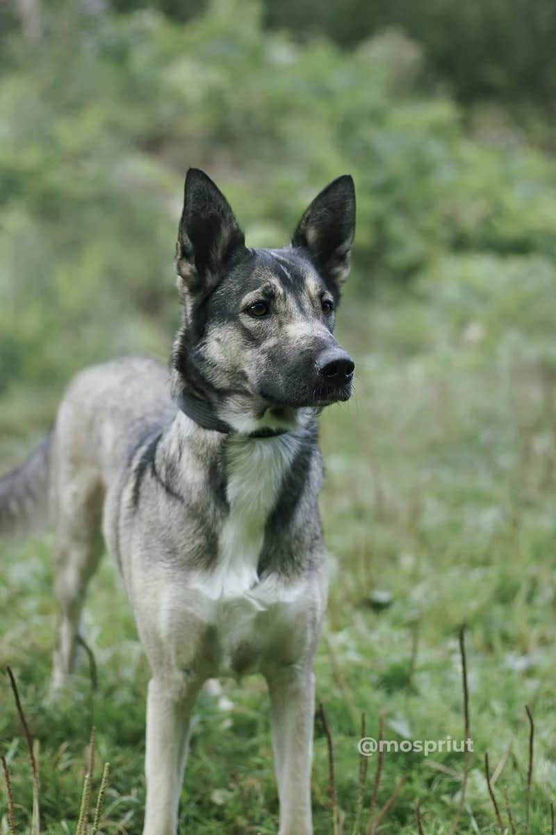 собака Найда  из приюта «Щербинка» для бездомных животных (собаки), Москва и Московская область