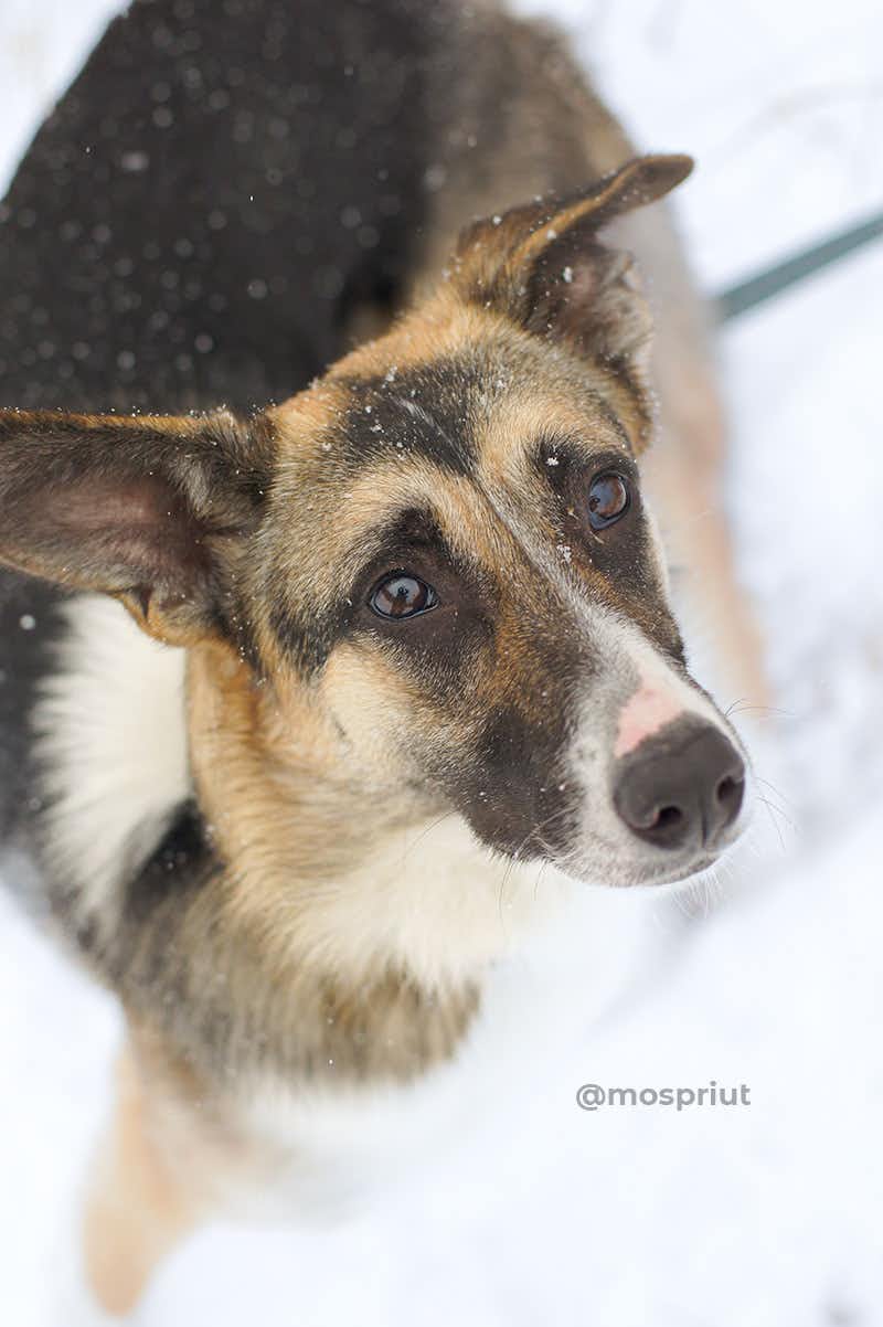 собака Эрна  из приюта «Щербинка» для бездомных животных (собаки), Москва и Московская область