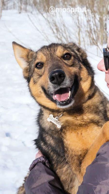 собака Молли  из приюта «Щербинка» для бездомных животных (собаки), Москва и Московская область
