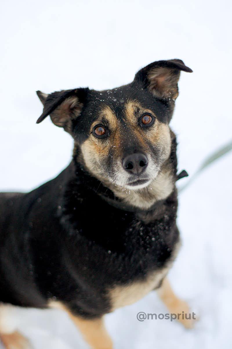 собака Ви-ви  из приюта «Щербинка» для бездомных животных (собаки), Москва и Московская область