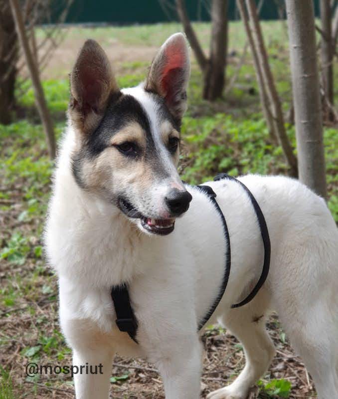 собака Халк  из приюта «Щербинка» для бездомных животных (собаки), Москва и Московская область