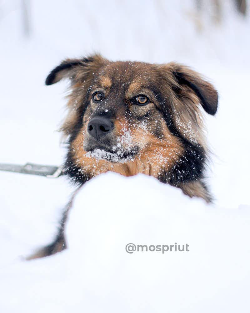 собака Ириска  из приюта «Щербинка» для бездомных животных (собаки), Москва и Московская область