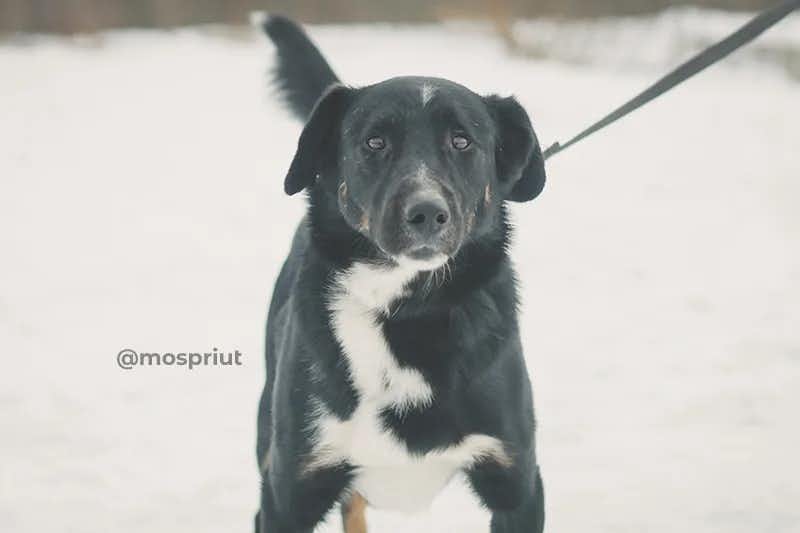 собака Сэбо  из приюта  для бездомных животных (собаки и кошки), Москва и Московская область