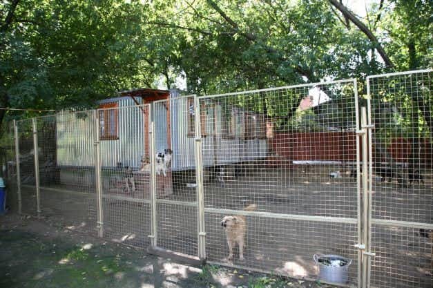 Приют Бим-Отрадное для бездмоных животных (собаки), Москва и Московская область | Взять питомца из приюта Бим-Отрадное