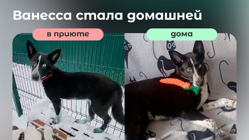 Видео «Собачка Ванесса из приюта Щербинка стала домашней, спустя 2 месяца поиска хозяев»
