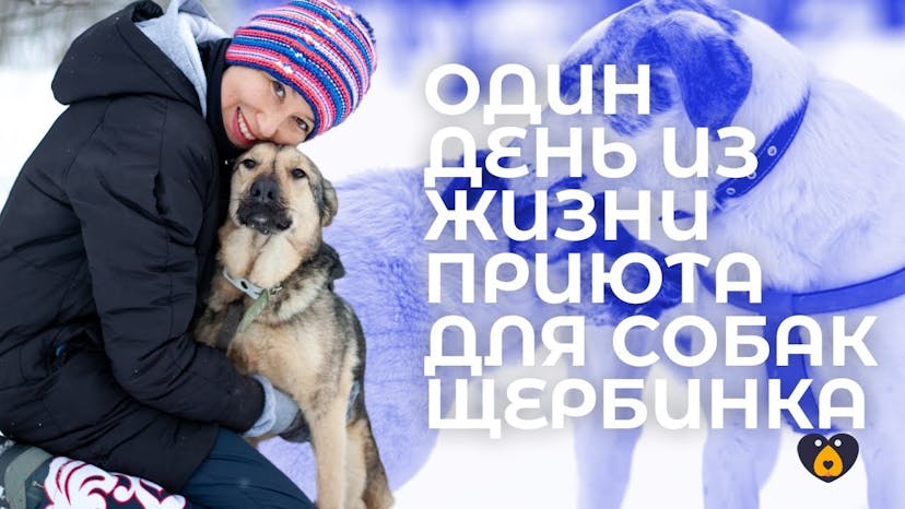 Видео «Один день из жизни приюта для собак Щербинка»