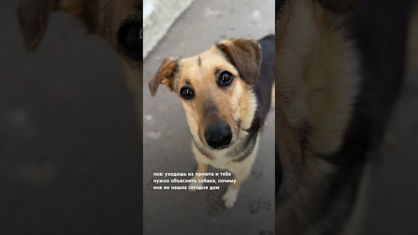 Видео «Очень любопытная собачка Памела из приюта Щербинка интересуется, почему она всё ещё не нашла дом 🥺»